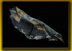 nature's lace card cover